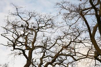  In park of the big German city the first spring birds have arrived