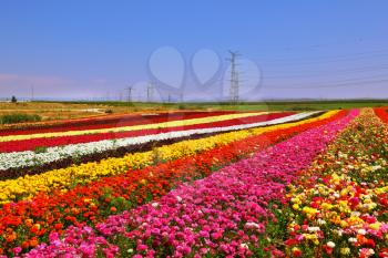 Phenomenally beautiful multi-colored flower fields. Garden buttercups /ranunculus/ of bright contrast colors blossom picturesque strips