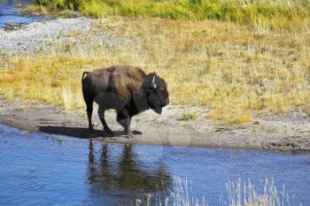Bison on a watering place in well-known Yellowstone national park in USA