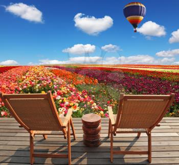 Field of multi-colored decorative buttercups Ranunculus Bloomingdale. Huge balloon flies over the field. Comfortable lounge chairs on wooden platform to stay
