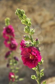 Beautiful pink and lilac flowers on blur a background