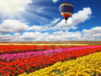 Picturesque field of colorful buttercups spring in the south. Big balloon flies over field of flowering