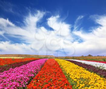 Phenomenally beautiful multi-colored flower fields. Garden buttercups /ranunculus/  bloom bright contrasting colors picturesque lanes. Strong wind drives the clouds