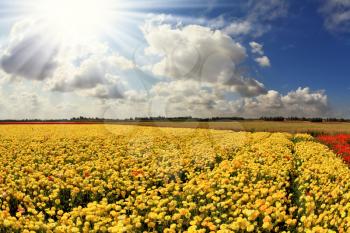 The spring sun shines brightly gorgeous flowers. Picturesque field of beautiful yellow buttercups ranunculus