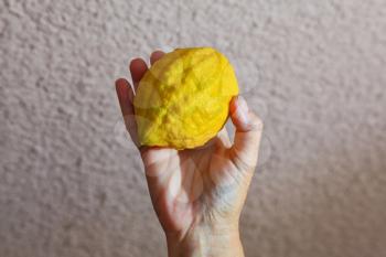 Autumn Jewish holiday - Sukkot. Ritual yellow citrus - etrog in a female hand