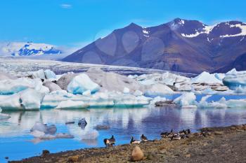 Jökulsárlón Glacial Lagoon in Iceland. Drifting ice floes and flying geese are reflected in an ocean lagoon