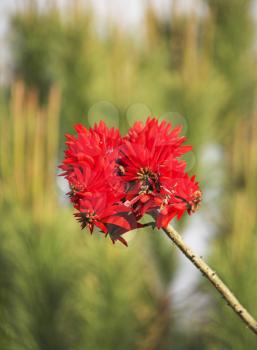 Red flower on the dim background of a green garden