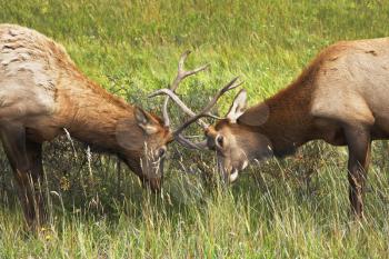 Two deers struggle on a wood marge