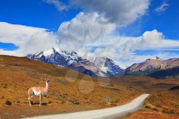 Fine summer morning in Patagonia. National park Torres del Paine. On a dirt road costs guanaco - Lama