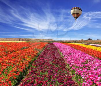 Spring windy day. Field of blooming buttercups ranunculus. Flowers planted with broad bands of bright colors - red, claret and pink. Huge balloon flies over a field