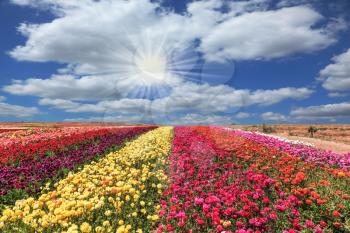 The field of flowers. Flowers grow stripes of different colors - red, pink, maroon and yellow