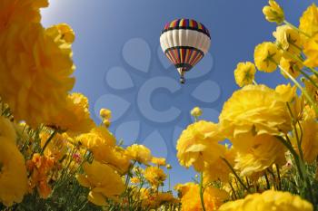 Picturesque field of beautiful yellow buttercups. In a clear sky flying multicolored balloon. Spring in Israel