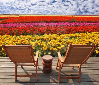 Field of multi-colored decorative buttercups Ranunculus Bloomingdale. Comfortable lounge chairs on wooden platform for rest and observation