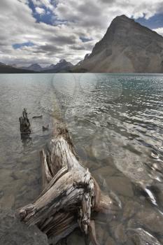 Small lake and snag in the early cold morning in mountains of Canada