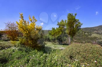 Vicinities of mountain Meron in clear spring day