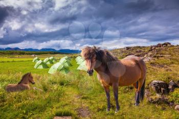 Two Icelandic horses have a rest near the summer campground.  Summer holidays in Iceland