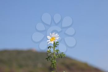 Fresh spring camomile on blur background of  blue sky