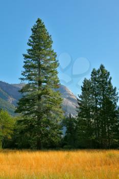 Fine high fur-tree in valley Yosemite park