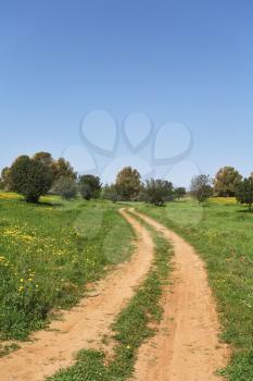 Spring in Israel. March at noon, the rural dirt road passes through green meadows and fields