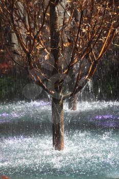 Winter Garden at the prestigious hotel. Picturesque tree in a spray of the fountain
