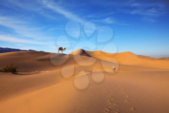 Sunrise in the orange sands of the desert Mesquite Flat, USA. Middle-aged woman - photographer photographs dunes. Camel with harness and blanket for walking tourists