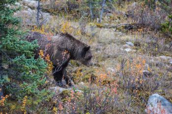 Big brown bear looking for nuts, roots and stems of grass next to the road. Autumn forest in Jasper National Park, Canada