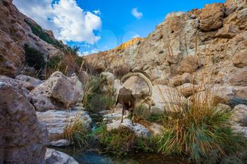 The stream of cold pure water flows through the beautiful gorge Ein Gedi, Israel. Wonderful Middle Eastern landscape