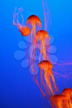 Decorative red jellyfish in blue water aquarium