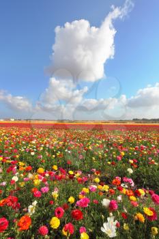 Spring in Israel. Fields of colorful blooming buttercups and picturesque a huge cloud over the field