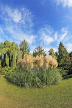 Fabulously beautiful park in northern Italy. High decorative flower bed of reeds