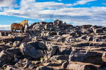 Beautiful Icelandic horse with light mane standing on a flat stone.  Iceland, Jokulsargljufur National Park. Huge stones on the plateau near a waterfall Dettifoss