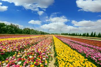 Spring flowering buttercups. Flower kibbutz on the border with the Gaza Strip. The magnificent flower carpet of colorful garden buttercups 