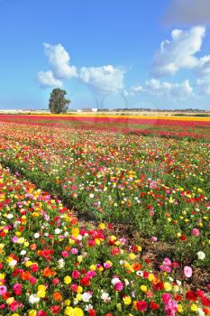 Boundless kibbutz field sown with flowers. The magnificent garden buttercups