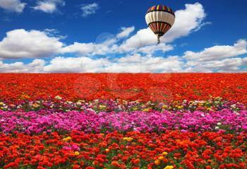 The huge balloon flying over colorful floral field. Flowers and seeds are grown for export 