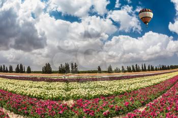Great multi-colored balloon flies over flower field. Flowers on the field planted by color stripes. Israeli kibbutz on the border with Gaza Strip