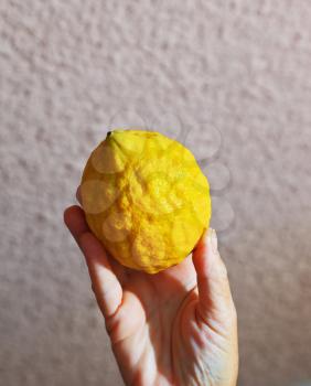 Ritual yellow citrus - etrog in a female hand. Autumn Jewish holiday - Sukkot