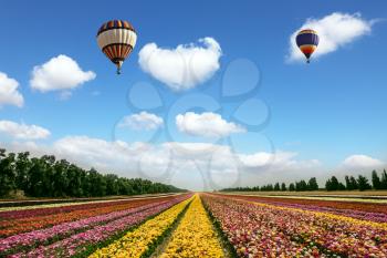 Two magnificent multi-colored balloons flying over flower field. Flowers on the field planted by color stripes. Israeli kibbutz on the border with Gaza Strip