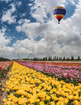 Great multi-colored balloon flies over flower field. Spring flowering buttercups. Flower kibbutz near Gaza Strip