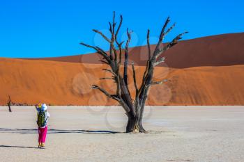 The dried-up lake surrounded by orange dunes. Elderly woman photographing picturesque dried tree. Travel to Namibia
