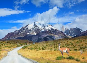 The beautiful summer morning in Patagonia. National Park Torres del Paine. On dirt road is worth guanaco - Lama