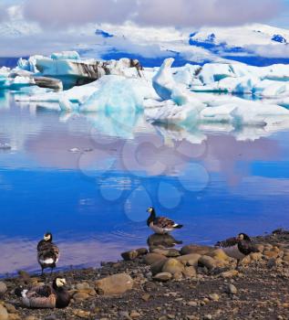 Floes floating in the ocean, and polar birds on the shore of the ocean lagoon. Jökulsárlón Glacial Lagoon in Iceland