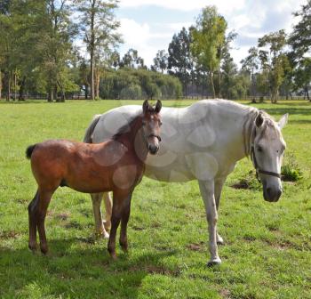 White horse with the bay foal. Riding school and breeding of thoroughbred horses. Green lawn for walking of Arabian horses