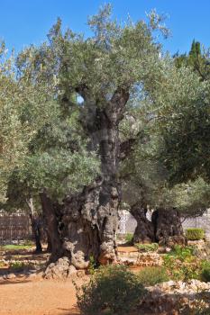 The path between the old olive trees in the Garden of Gethsemane. Location prayer of Jesus before his arrest in Jerusalem
