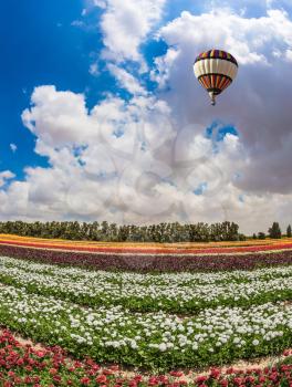 Field of blossoming garden buttercups-ranunculus. Above the flowers flying big bright balloon. Warm spring day in Israel