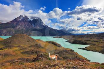 Early autumn in Patagonia. National Park Torres del Paine. On the yellowed grass stands guanaco - Lama. Snow-covered tops of the Andes are in the distance visible
