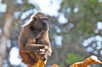 Little monkey sitting on a dead branch of a tree. Background - blur