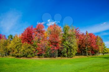 Indian summer in the French Canada. Warm sunny day in suburbs of Montreal. Multi-color trees are beautifully allocated against the background of the blue sky. Concept of eco - tourism