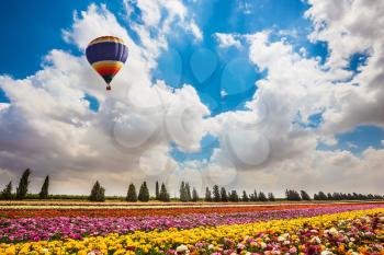 Huge field of blossoming garden buttercups-ranunculus. Spring day in Israel. Large bright balloon flying over flowers