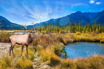  The concept of eco-tourism. The big deer with branchy horns is grazed on bank of the lake. Indian summer in the Rocky Mountains of Canada