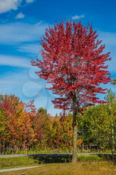 Golden autumn in French Canada. The concept of eco-tourism. Multi-colored trees, green lawn grass and blue sky
